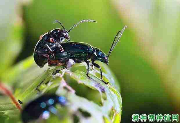 蓝苹果要怎么控养(蓝苹果徒长了怎么办)